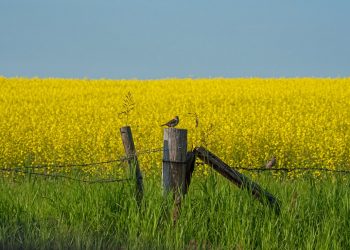 Накормит ли Украина себя и мир в 2022 году