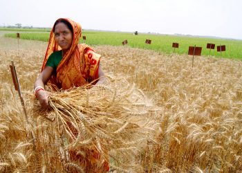 Индия ввела запрет на экспорт пшеницы