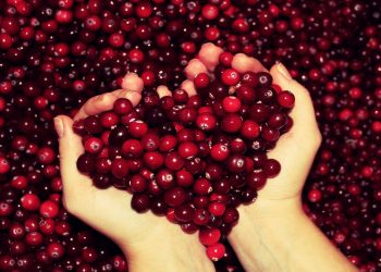 Клюква улучшает память: миф или нет?