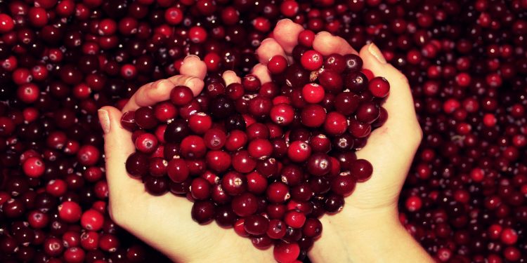 Клюква улучшает память: миф или нет?