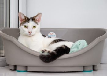 Почему кошки писают мимо лотка?