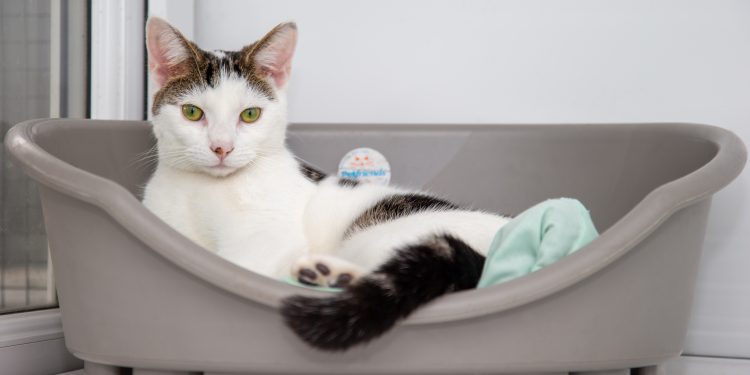 Почему кошки писают мимо лотка?