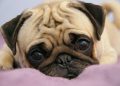 Почему ветеринары не рекомендуют заводить мопсов