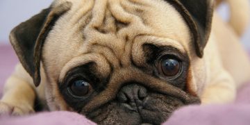 Почему ветеринары не рекомендуют заводить мопсов