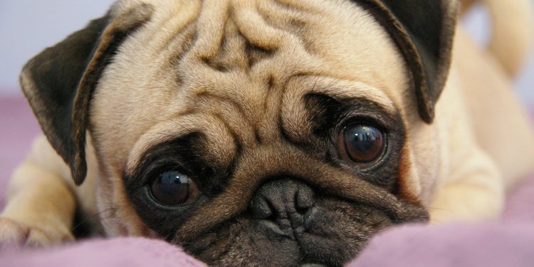 Почему ветеринары не рекомендуют заводить мопсов