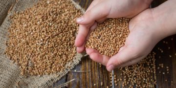 Цена на гречку вырастет до 100 гривен