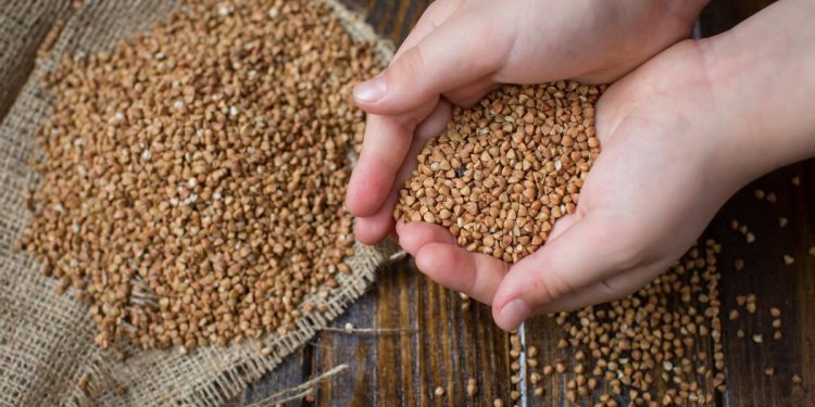 Цена на гречку вырастет до 100 гривен