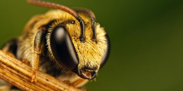 Действительно ли пчелы умирают после того, как ужалят