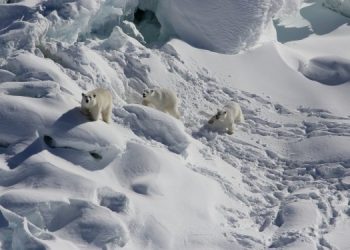 Тайная популяция белых медведей в необычном месте