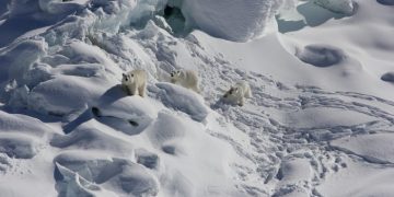 Тайная популяция белых медведей в необычном месте