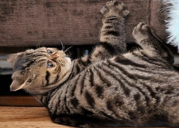 Почему сильная любовь к кошкам вредна