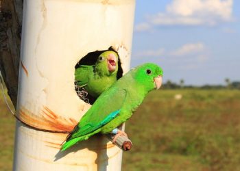 Маленькие попугаи учатся разговаривать как дети