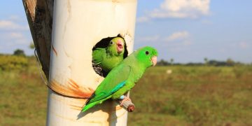 Маленькие попугаи учатся разговаривать как дети