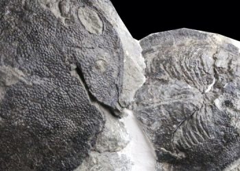 Ухо человека развилось из рыбьих жабр