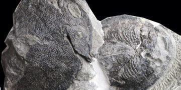 Ухо человека развилось из рыбьих жабр