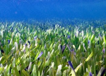 Самое большое растение в мире длинной 180 км