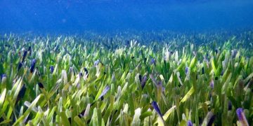 Самое большое растение в мире длинной 180 км