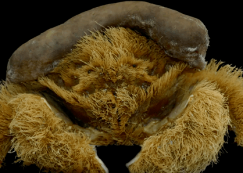 В Австралии обнаружили “лохматого” краба