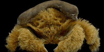 В Австралии обнаружили “лохматого” краба