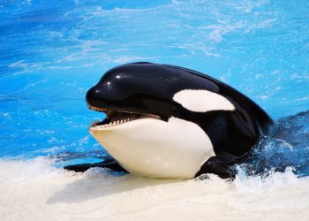 Косатки – серийные убийцы из океана