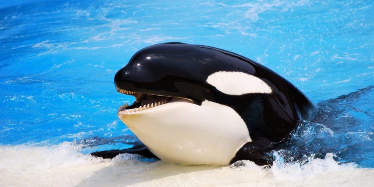 Косатки – серийные убийцы из океана