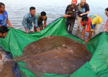 В Камбодже поймали самую большую пресноводную рыбу