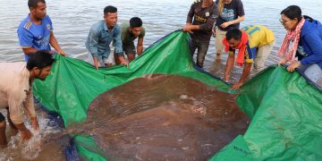 В Камбодже поймали самую большую пресноводную рыбу