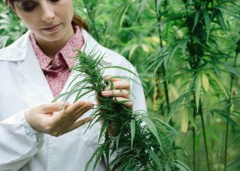 Кабмин предложил легализовать канабис