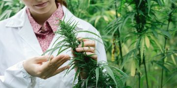 Кабмин предложил легализовать канабис