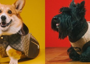 Gucci представил коллекцию для домашних животных
