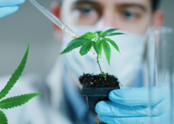 Медицинский каннабис не повлияет на рынок наркотиков