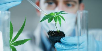 Медицинский каннабис не повлияет на рынок наркотиков