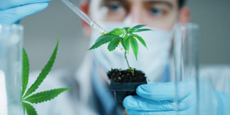 Медицинский каннабис не повлияет на рынок наркотиков