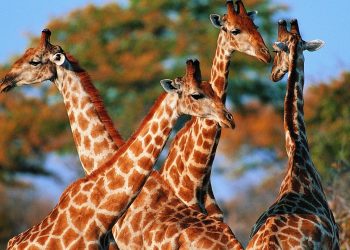 Зачем жирафам такая длинная шея