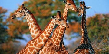 Зачем жирафам такая длинная шея