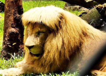 Лев с челкой стал звездой Сети