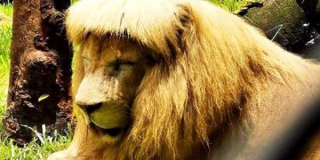 Лев с челкой стал звездой Сети