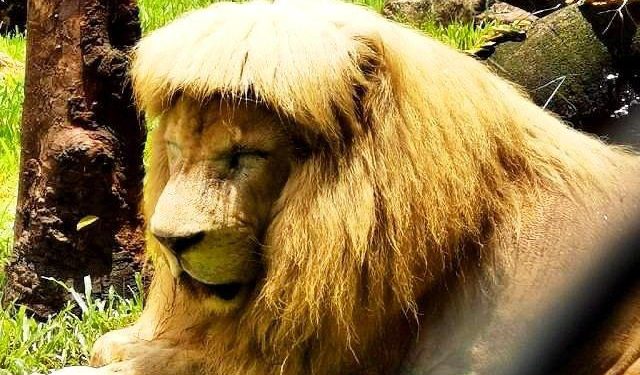 Лев с челкой стал звездой Сети