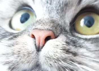 Каким должен быть нос у кошек