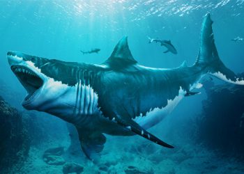 Почему исчезли самые большие акулы на Земле