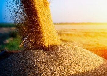 Россия будет поставлять украденное зерно в обмен на снятие санкций