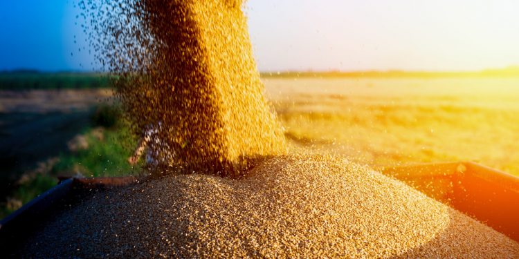 Россия будет поставлять украденное зерно в обмен на снятие санкций