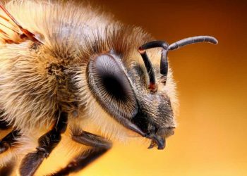 Обнаружены  новые разумные насекомые