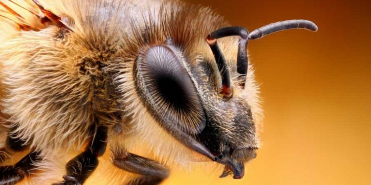 Обнаружены новые разумные насекомые