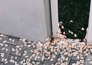 Рои мотыльков атаковали Ульяновскую область в РФ