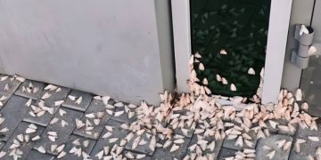 Рои мотыльков атаковали Ульяновскую область в РФ