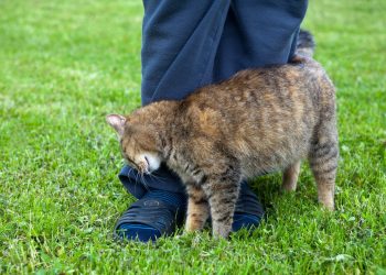 Почему кошки трутся о ноги хозяина