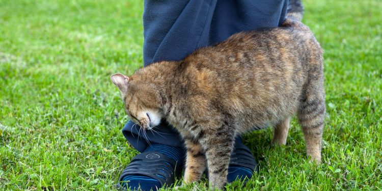 Почему кошки трутся о ноги хозяина