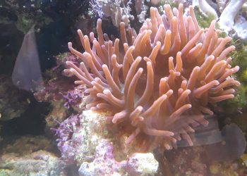 Ученые выяснили, кто первым ожил на планете