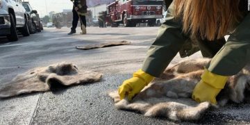 Волосы человека помогают поглощать нефть